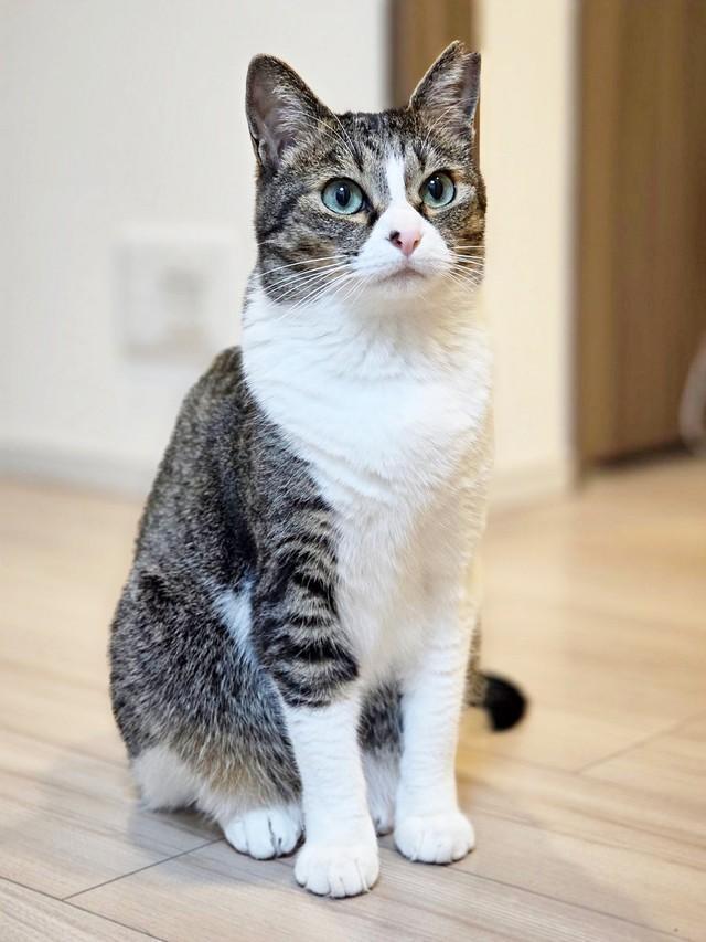 「かわいすぎる」飼い主さんをメロメロにするつくねさん飼い主さんの膝上でくつろぐつくねさん（画像提供：つくねさん）