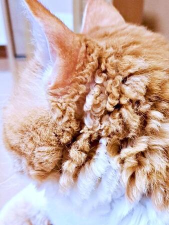 猫にも“くるくるヘア”ってあるの!?　梅雨の湿気で(?)　出現した美しい巻き毛に「お蝶婦人もびっくり」「バッハみたい」の声