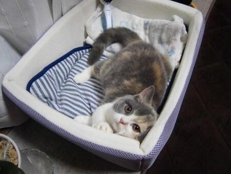 ペットショップから迎えた猫が2週間で急逝…“代替え”を勧められた現実に葛藤　“自分なりの命の助け方”を考え、迎えたのは「お店で売れ残っていた子」