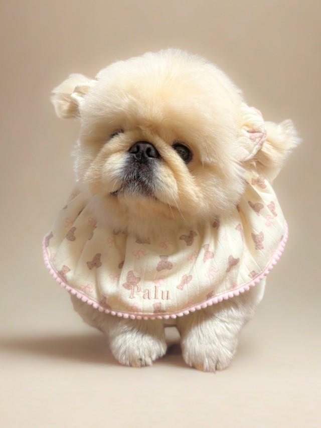 ちまっ…（としているように見えるけど…）（画像提供：ペキニーズのぱるくん）