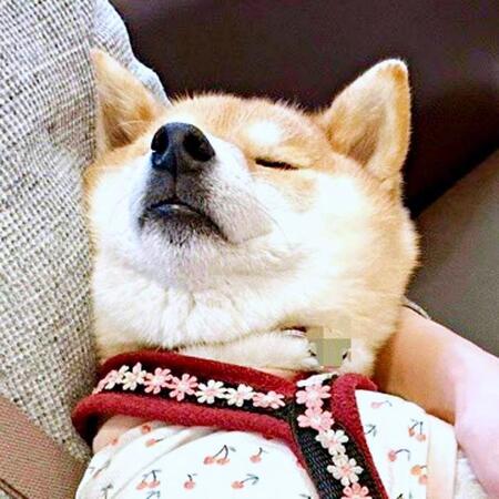 すやぁ…天使のような寝顔のタップちゃん。実は体も超脱力してるんです（画像提供：☆柴犬タップ☆さん）