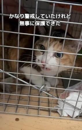 「猫を飼っていたはず」90代の飼い主が倒れて緊急入院　置き去りになった猫を捜索…こんなところにいたなんて！