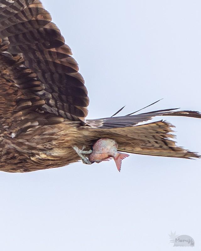タ、タイだ～!!（画像提供：もみじ卍ゅうさん）
