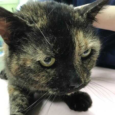 猫白血病ウイルス陽性の猫「このまま穏やかに過ごしてほしかったけれど…」　積極的治療はしないと決めた獣医師が、今も悔やむ“伝え損ねた言葉”