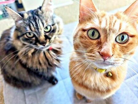 仲良し親子が思わぬ仕草で話題に！ （左から）ママの「ララ」ちゃん、愛息子の「ぷりん」ちゃん（画像提供：ぷりんちゃん𝕏さん） 