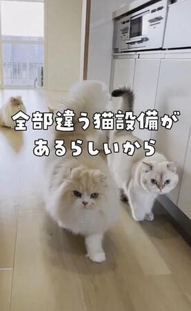 「表札まで猫仕様」猫がいないと入居できない猫マンションが話題に「入居条件はとにかく“猫愛”が溢れている方」