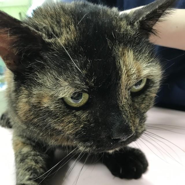 この猫チャンは5歳の時に猫白血病ウイルスに感染しましたが、ウイルスを体の外に撃退させることができて、20歳まで長生きしました。