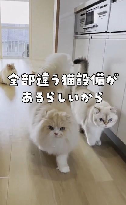 全部違う猫設備があるという（「ねこ大家」さん提供、Xよりキャプチャ撮影）