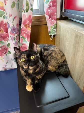 「うちの猫、神すぎる」飼い主も驚く“飼いやすすぎるサビ猫”に共感の声「NNNが送り込んできたのでは…？」