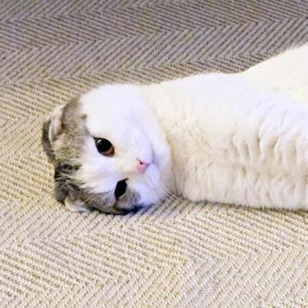 ピーンと伸びた猫が白い“柿の種”すぎる「かわいくて食べられない」「ホワイトチョコ」「むさぼると引っかかれるやつ」