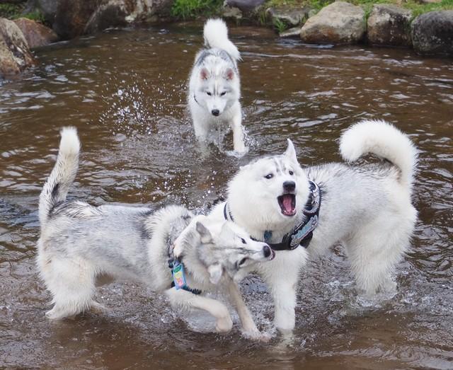 ワンプロしていたら…（画像提供：ふくまる＋ぶな＝さん）