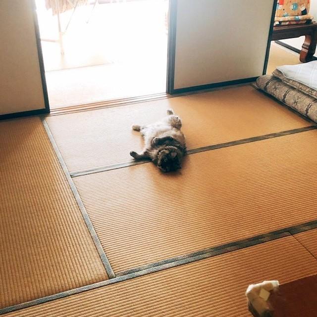 いつかの実家の和室。懐かしい風景（画像提供：相澤いくえさん）