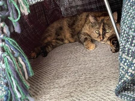 犬が苦しむ病気だと思ってた…！愛猫に起きた突然の異変…激しい痙攣で足をバタバタ、告げられた病名とは？