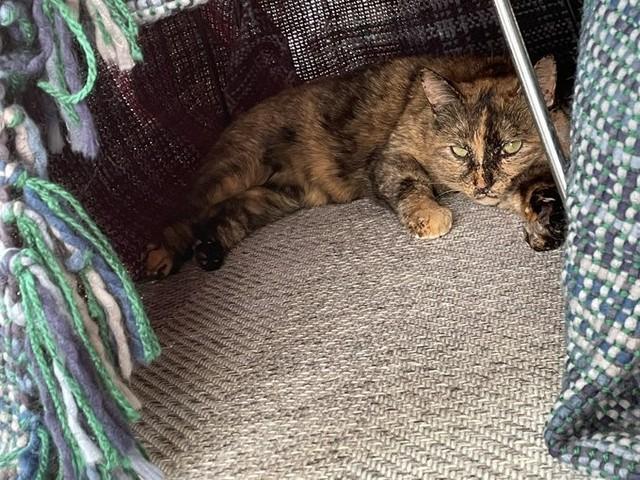 保護時の推定年齢は3～4歳