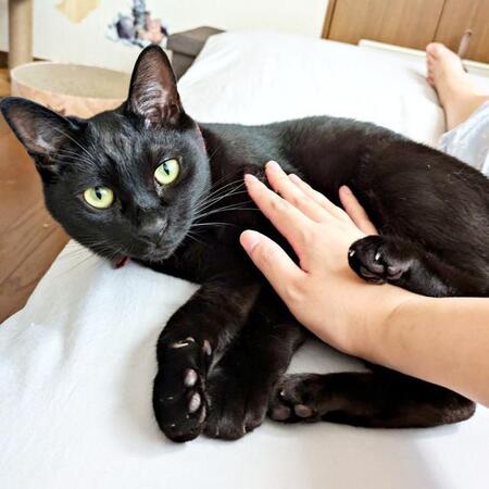 朝も甘えん坊モードのもなかくん（画像提供：豆大福・もなかの甘々生活さん）