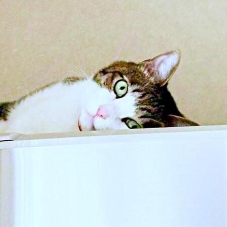 寝てる…よね？ “スパイダーマン”化した猫　「立っ……寝……えっ?!」「トリックアートみたい」 「重力を無視してる」