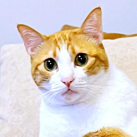 帰宅したら…人間みたいに座ってた猫にギョッ! SNSは大喜利状態「今日は遅かったな」「おっさん感よ」