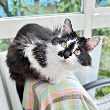 仕事行っちゃイヤ！ 出勤を全力で阻止する猫　二足立ちでプンプン抗議「ほんとにおこっててかわいすぎる」「めちゃくちゃプンプン顔」