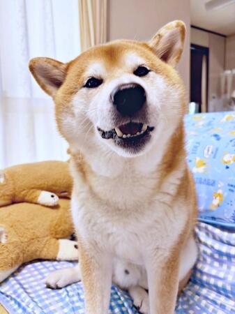 全柴が震えた…閲覧注意! 柴犬の恐怖体験を詰め込んだ妄想雑誌「本当にあった柴犬の怖い話」が話題「怖い、でも読みたい…」