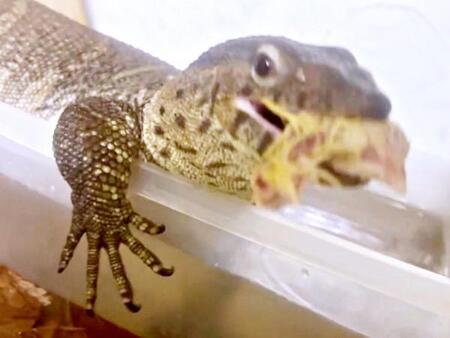 トカゲがケージから脱走→棚下からひょっこり！ 飼い主を挑発するスタイルに6万超いいね「賢すぎ」「ワニワニパニックかな」