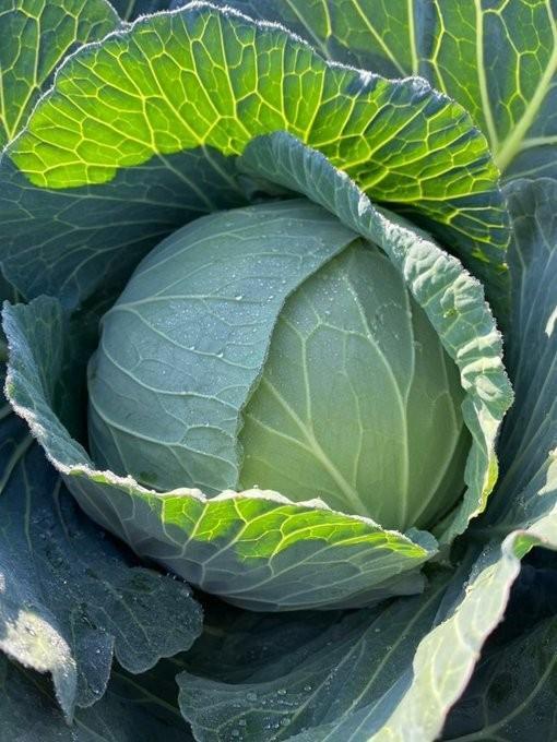 Tomoyaさんが栽培した大玉サイズのキャベツ／Tomoyaさん（@aatomoyaaa）提供