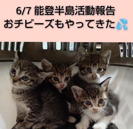 【能登半島地震から1年半】取り残された猫たちの“いま”　空き家の解体、仮設住宅の引っ越しで行き場を失う猫たち