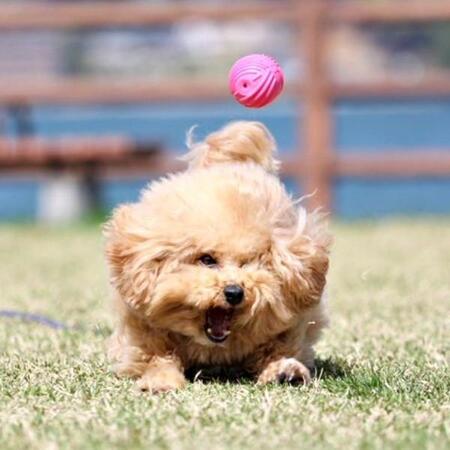 ボールが全然取れない犬が話題　全力で空振りする姿に「ボールに遊ばれてる」「ぶつかり稽古みたい」