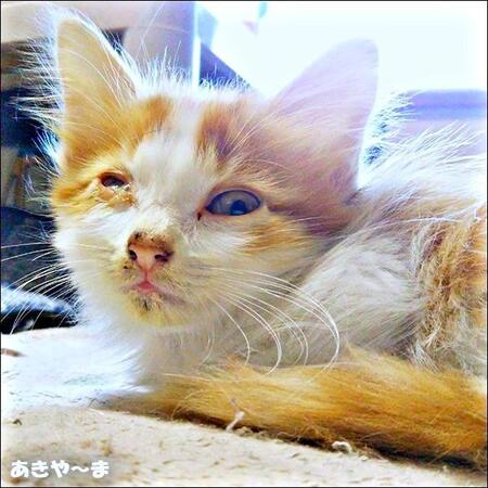 旅先で出会った衰弱した子猫→6年後“ゴージャス長毛猫”に　「出会うべくして出会った」猫との暮らし