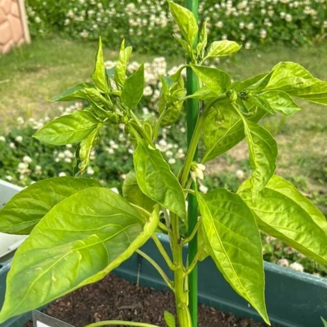 ピーマンの白い花も可愛らしいですね（画像提供：ぽんさん）※一部トリミング