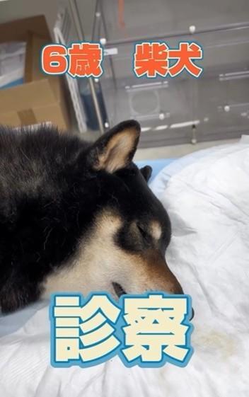 焼き鳥を串ごと飲み込んだ6歳の柴犬さんが稲野辺院長の病院にやって来た（稲野辺院長提供、Instagramよりキャプチャ撮影）