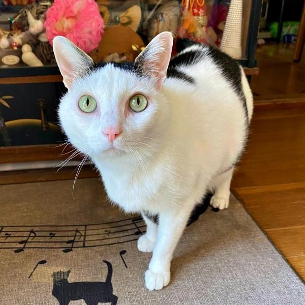 飼い主さんを玄関で出迎えたしょうたくん（画像提供：きよダブシャインさん）