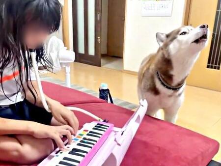 「ァウワゥワーゥ♪」ハスキー犬が鍵盤ハーモニカに合わせて熱唱「めちゃくちゃ上手～」「ステキなハスキーボイス」「音階合ってますね」