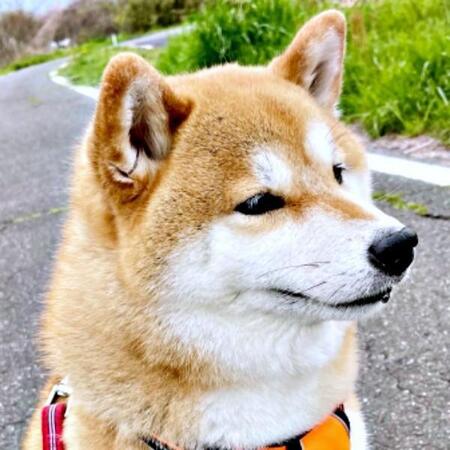 目が合ったら最後…撫でられるまで動かん柴犬と、頭を下げる飼い主　朝のルーティンに爆笑「会いたい」「いくらでも撫でたい！」