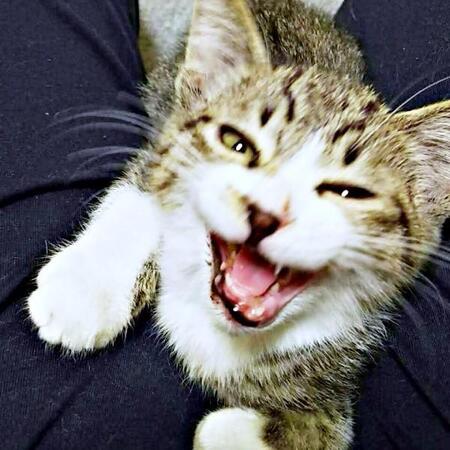 車にひかれ前脚を失った子猫「死んでしまう」→愛情込めて9年、おっとりした甘えん坊さんに