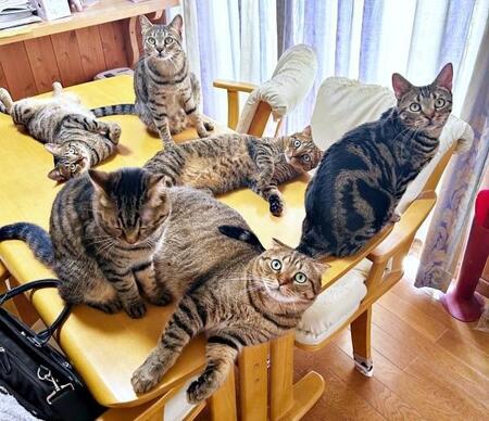 視界が全部猫!キジトラ6匹がテーブル占領「1匹ずつ吸いたい」「おかわり自由」