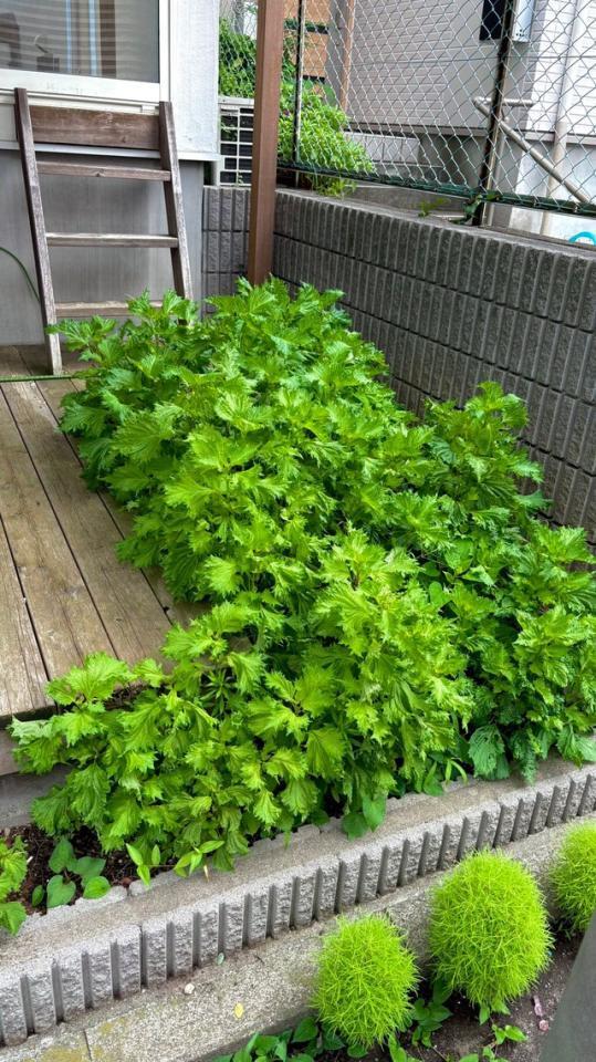 シソの森と化したぽたろうさん宅の庭（ぽたろうさん提供）