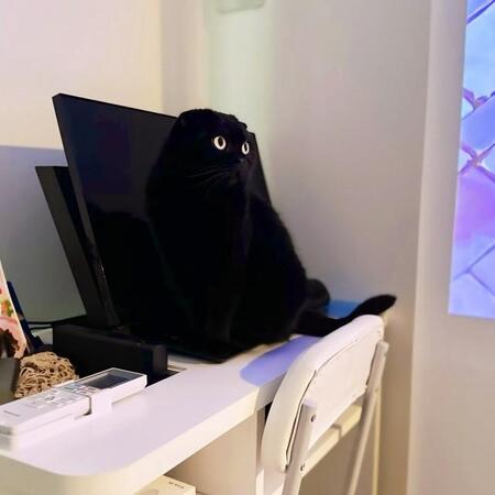 え、飛び出てきた！？ パソコンの黒い画面と一体化した黒猫「リアル3Dだ！」「貞子感すごい」