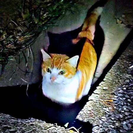 空腹でゴミ捨て場を彷徨っていた子猫、夫を説得して保護　警戒心皆無の「チョロすけ」→甘えん坊の陽キャおしゃべり男子に成長