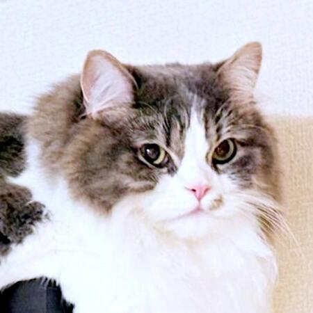 無防備すぎてとろけるチーズみたいになった猫に反響「かわいいがはみ出てる」「ねこフォンデュ」