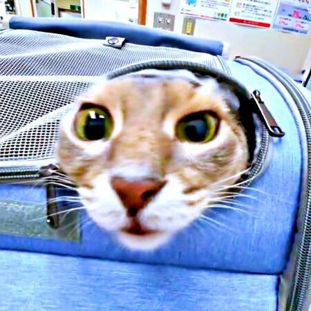 キャリーのすき間からひょっこり顔出す猫さん→病院だと気づいてフリーズ！？　「頑張って」「かわゆい生き物」