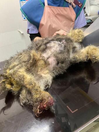 「これがネグレクトでないなら、何がネグレクトなのか」全身が毛玉、顔も体も分からない犬の姿に広がる怒り