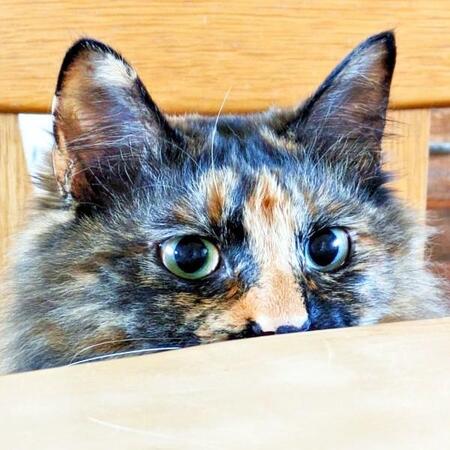 そっと手を近づけると…段ボール箱から猫の手がシュッ！ スリル満点の攻防が話題「イタイワニー」「楽しそう」