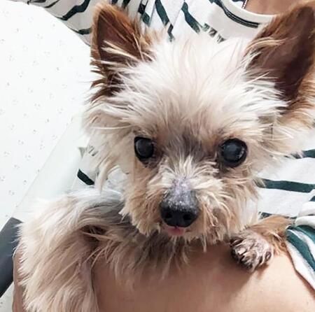 重篤な持病…それでも飼い主はヨークシャテリアのシニア犬を棄てた　「生きてほしい」　愛にあふれる家庭に迎えられ光に満ちた6日間