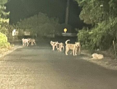 暗闇の道路に犬、犬、犬　保護されたお腹がパンパンのワンコ　妊娠中と思ったら…