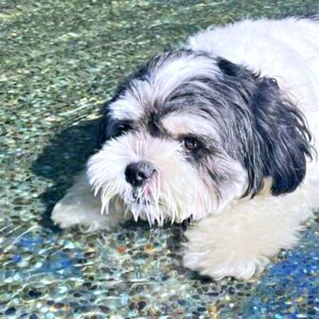 泳がず、はしゃがず…プールに入った犬が！？　「人間もこれやりたい」「暑くてそうなるわな」