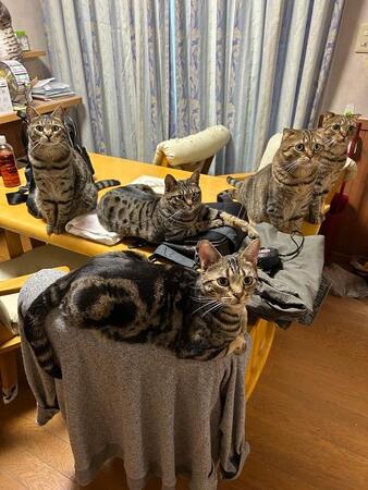 【猫あるある】「棚に何を入れようか迷っていたら…」まさかの使い道に癒される「欲しい時には入ってくれないのに」