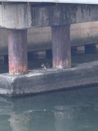 川の橋脚に迷い込んでしまった子猫…「船ないと助けられない」 ハラハラの救出劇「こういう時はどうするのが正解なのか」