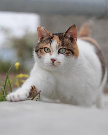 「このかわゆさわかるかなー」まるで昭和のおかっぱ女子のような猫さん「どこのヘアサロンに行ったんでしょ」