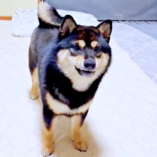 この日の“イチゴ投げ”はちょっと違った！ 直前のこまちちゃん（画像提供：黒柴 こまちさん）