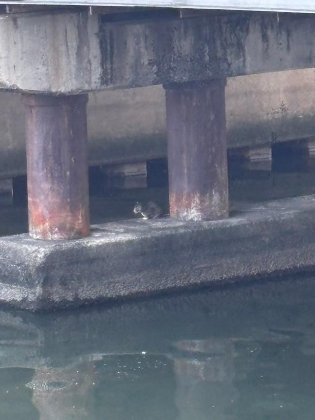 橋脚に飛び込んでしまった子猫。「城北川はもっと水が多い時があるので、流されて迷い込んだのかも」とあるさん（あるさん提供）